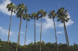 palm trees-Orlando